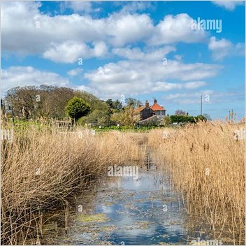 Cley Marshes Other Animals