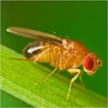 Drosophila Melanogaster As A Pest